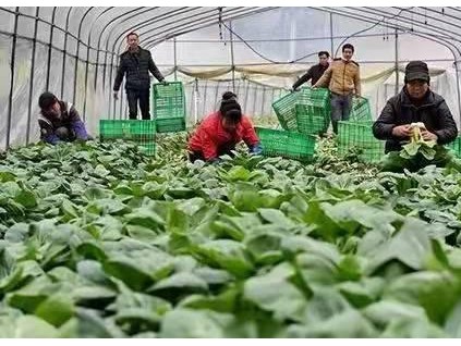 河北省农业农村厅关于2021年度河北省“十佳”农民合作社名单的公示