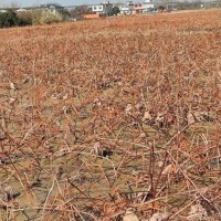 高邮界首镇1000亩藕塘除草剂，大机型联系