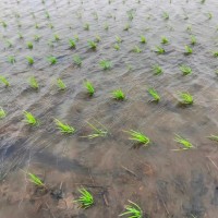 上海金山区600亩水稻飞防不限机型