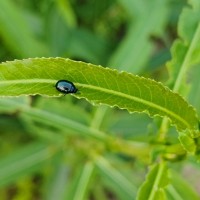 水稻飞机打药