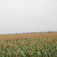 合肥长丰县600多亩高粱马上联系