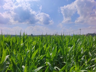 大疆T60植保无人机