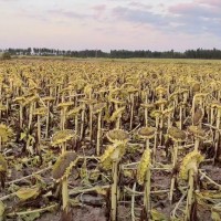 福海2817货场有450亩食葵25号、26号需要两台脱葵机