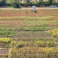 玉米统防需要四台飞机